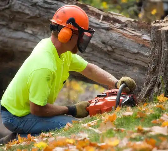 tree services Eastlake